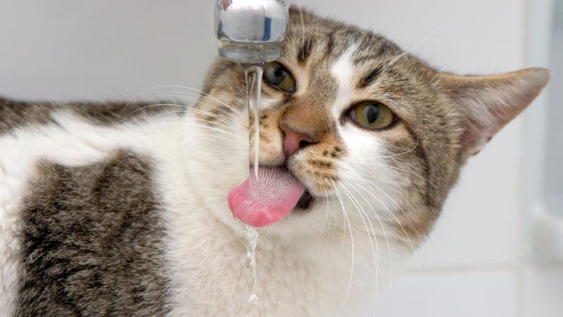 What Does It Mean If My Cat Is Drinking a Lot of Water?